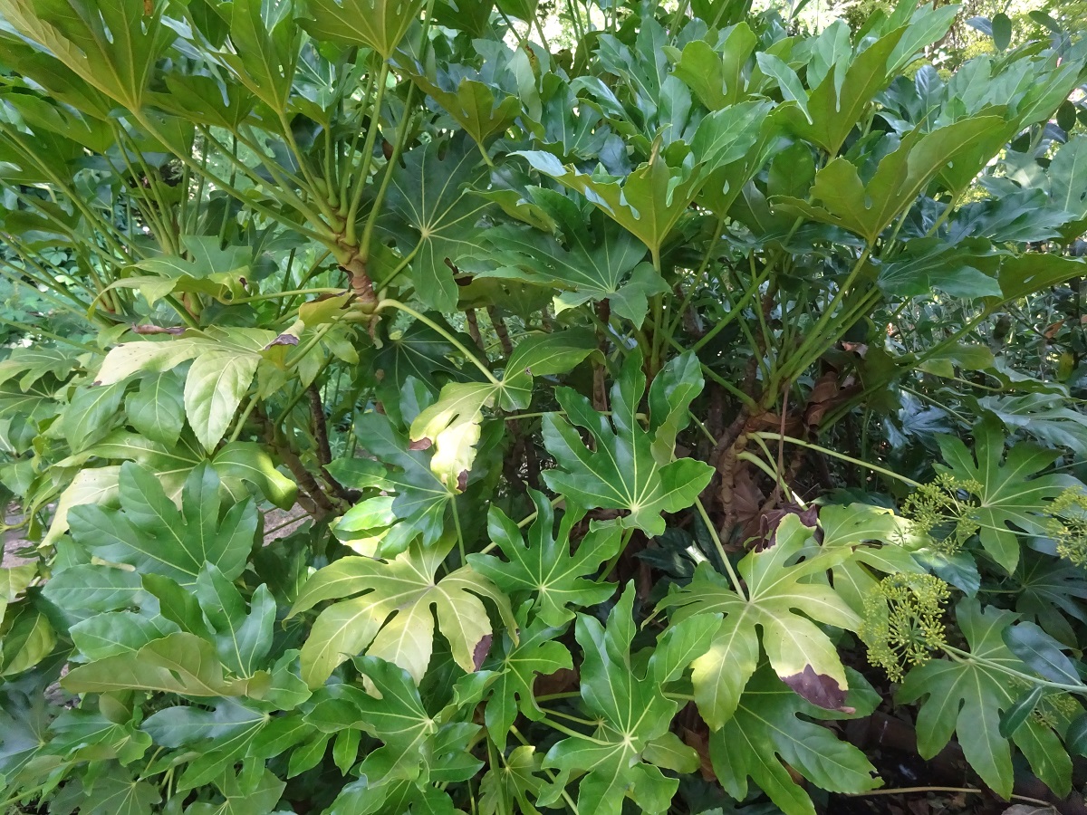 Fatsia japonica (Araliaceae)